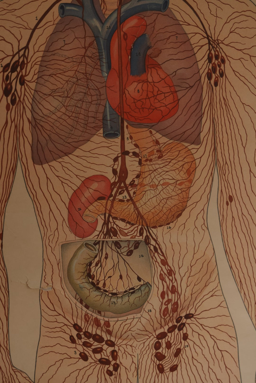 Lot 001 - Large Vintage Circulation, Blood, And Lymph Canvas Medical Wall Map Chart Poster On Canvas, By Denoyer Geppert Co., Chicago, Made In U.S.A., Biocraft Brand, Circa 1950s, 41" x 54"