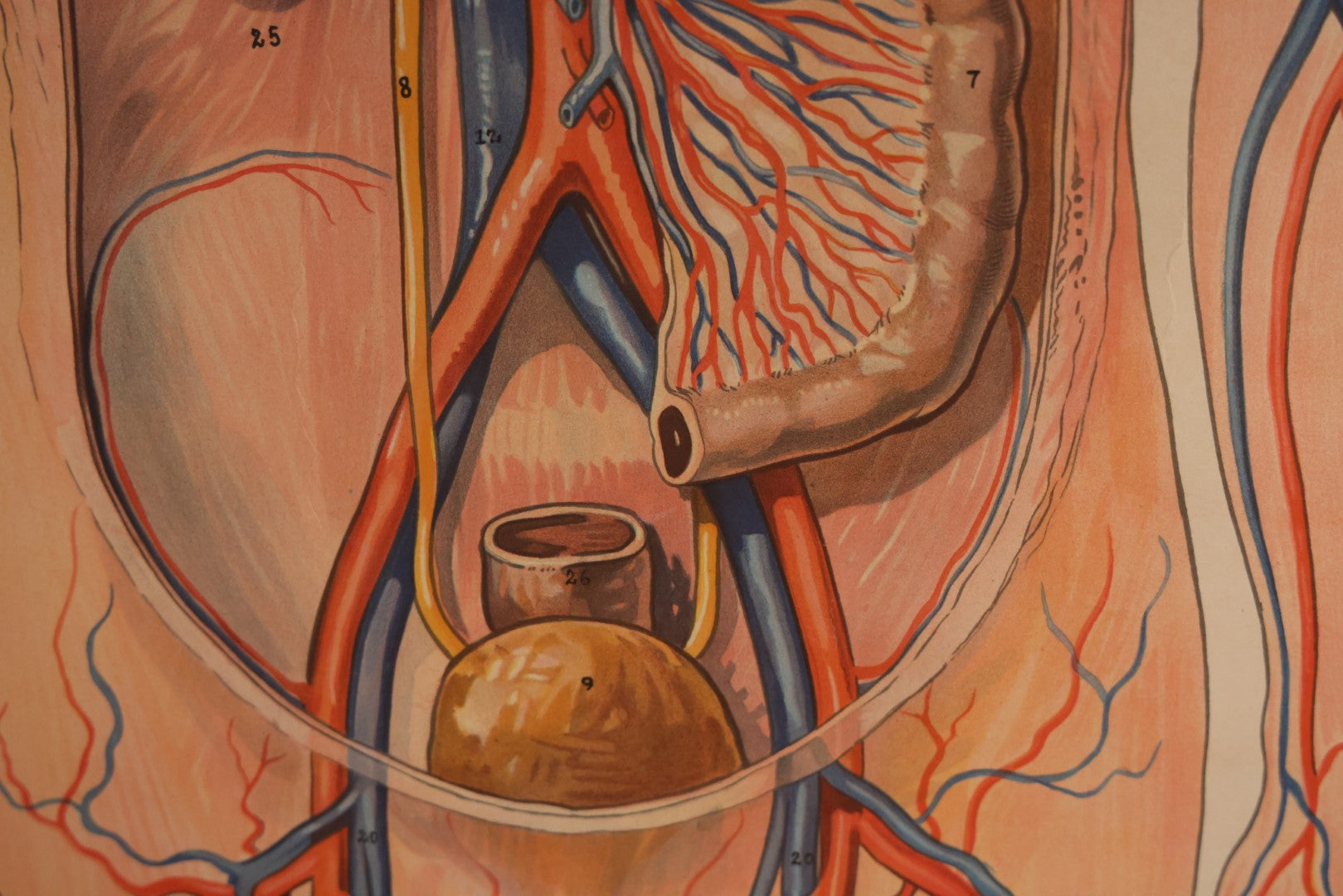 Lot 001 - Large Vintage Circulation, Blood, And Lymph Canvas Medical Wall Map Chart Poster On Canvas, By Denoyer Geppert Co., Chicago, Made In U.S.A., Biocraft Brand, Circa 1950s, 41" x 54"