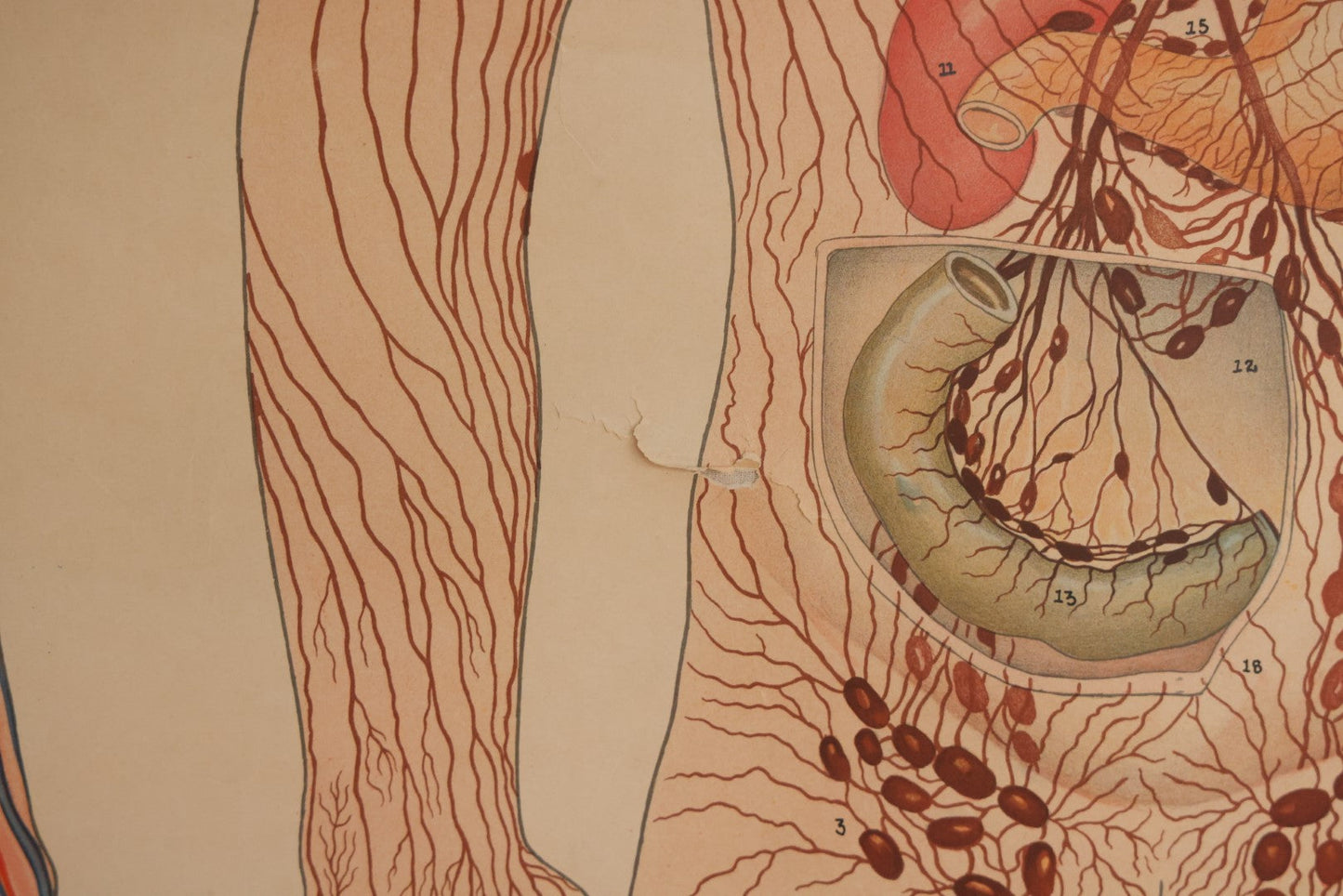 Lot 001 - Large Vintage Circulation, Blood, And Lymph Canvas Medical Wall Map Chart Poster On Canvas, By Denoyer Geppert Co., Chicago, Made In U.S.A., Biocraft Brand, Circa 1950s, 41" x 54"