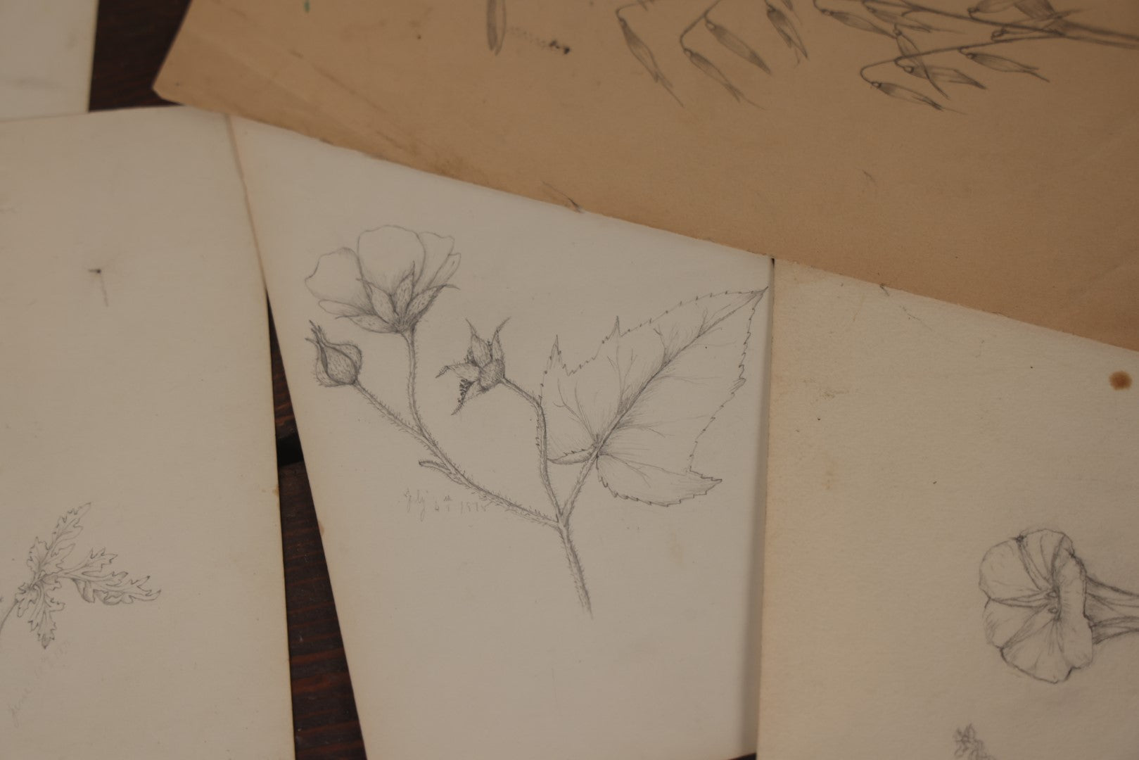 Lot 015 - Grouping Of 20+ Antique Original Hand Drawn Botanical Sketches Featuring Various Plants And Flowers, Some Dated Late 19th Century