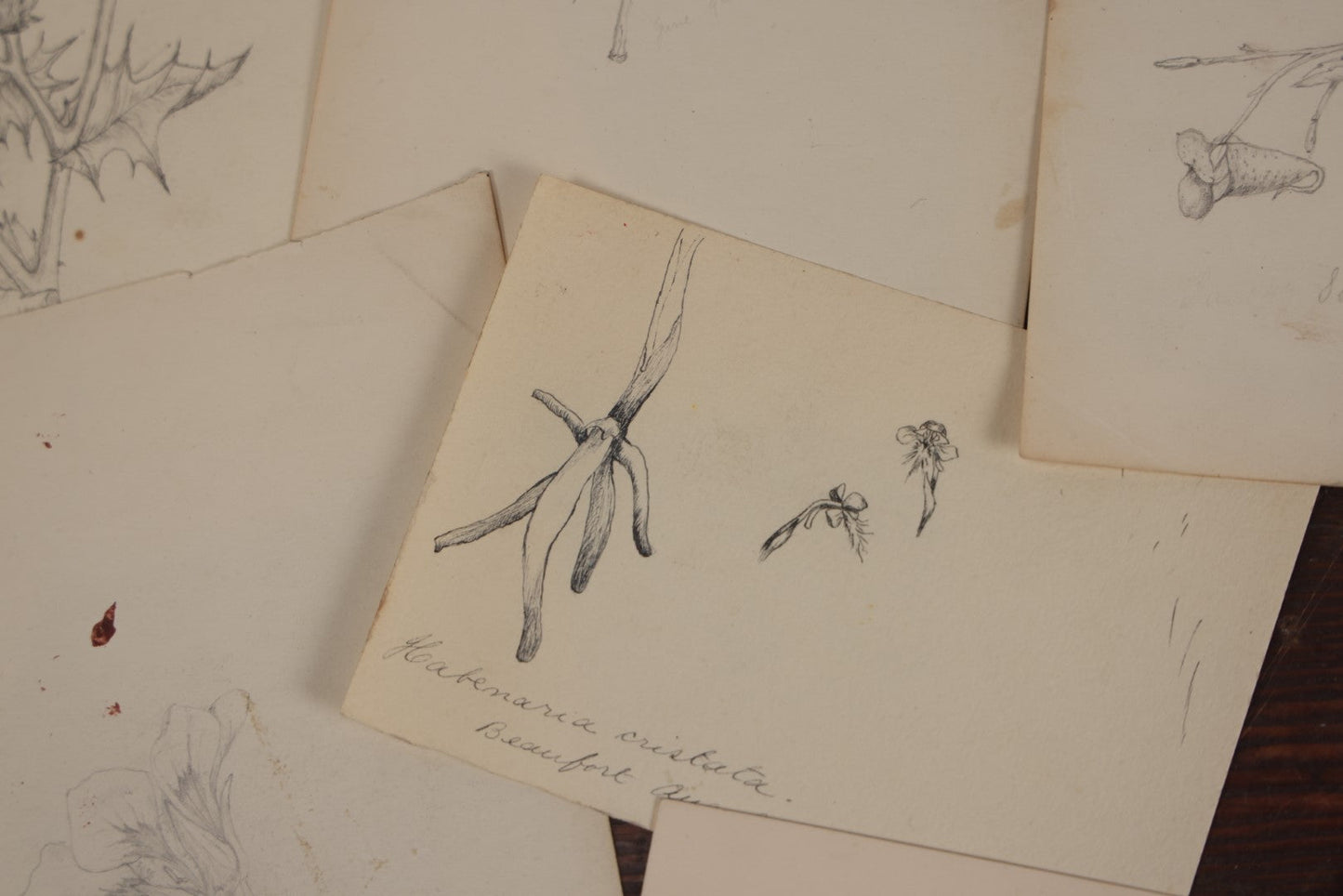 Lot 015 - Grouping Of 20+ Antique Original Hand Drawn Botanical Sketches Featuring Various Plants And Flowers, Some Dated Late 19th Century