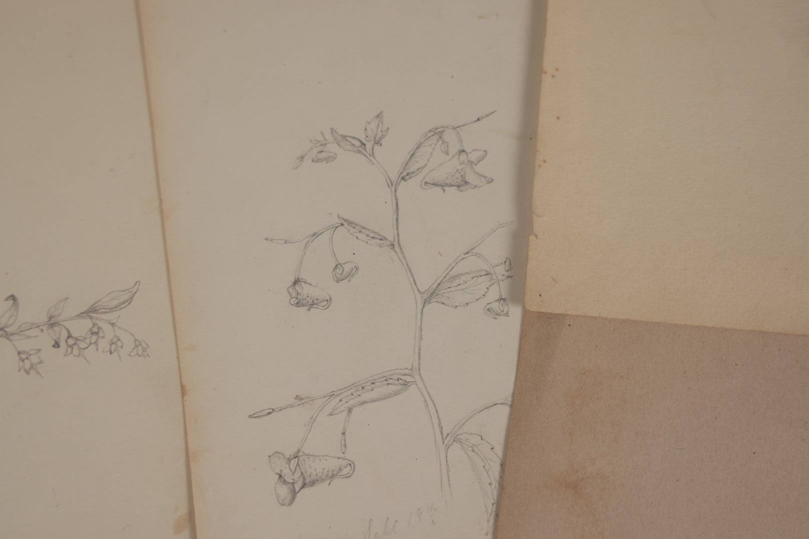 Lot 015 - Grouping Of 20+ Antique Original Hand Drawn Botanical Sketches Featuring Various Plants And Flowers, Some Dated Late 19th Century