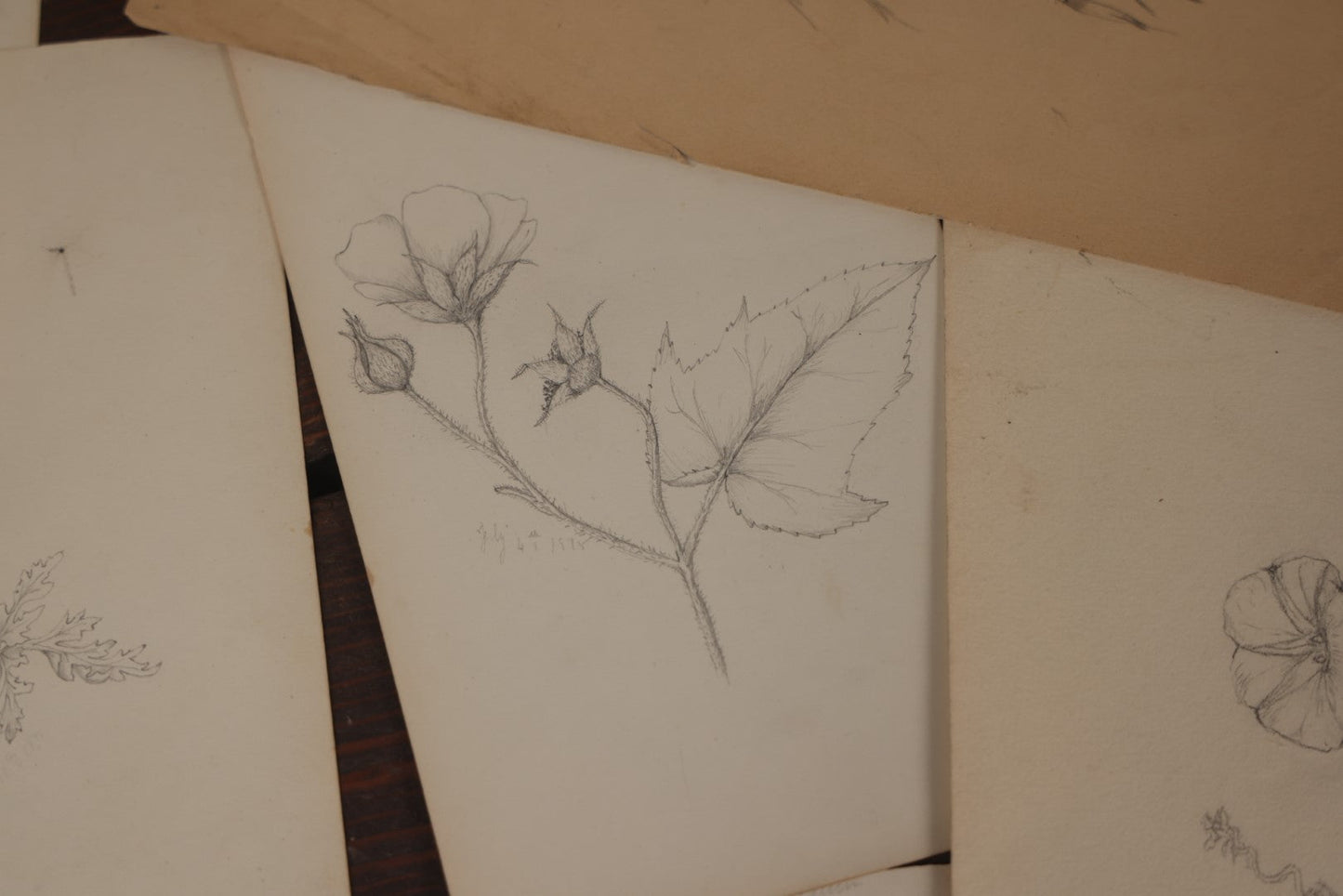 Lot 015 - Grouping Of 20+ Antique Original Hand Drawn Botanical Sketches Featuring Various Plants And Flowers, Some Dated Late 19th Century