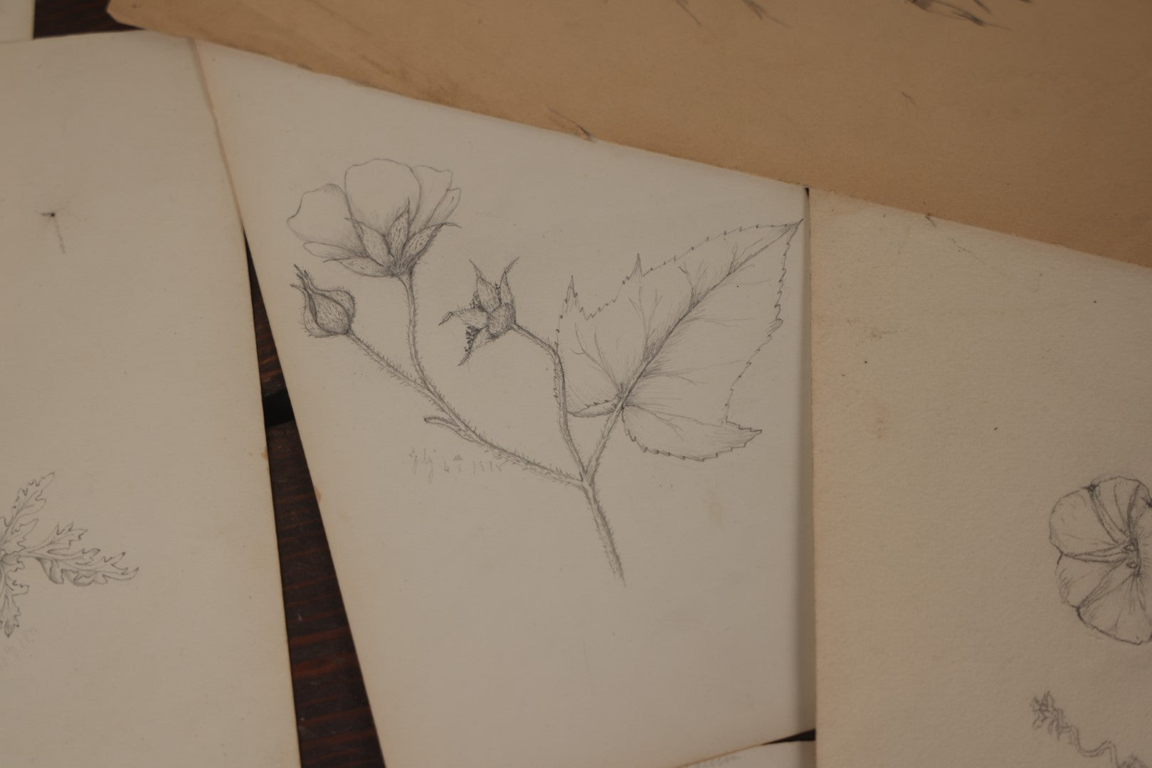 Lot 015 - Grouping Of 20+ Antique Original Hand Drawn Botanical Sketches Featuring Various Plants And Flowers, Some Dated Late 19th Century