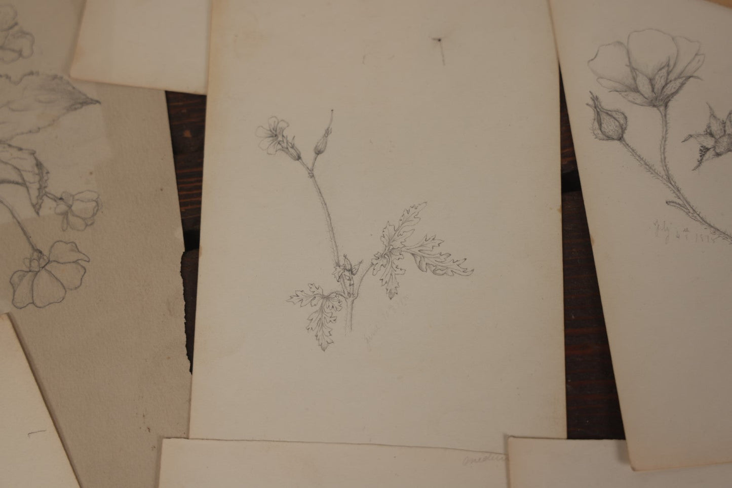 Lot 015 - Grouping Of 20+ Antique Original Hand Drawn Botanical Sketches Featuring Various Plants And Flowers, Some Dated Late 19th Century