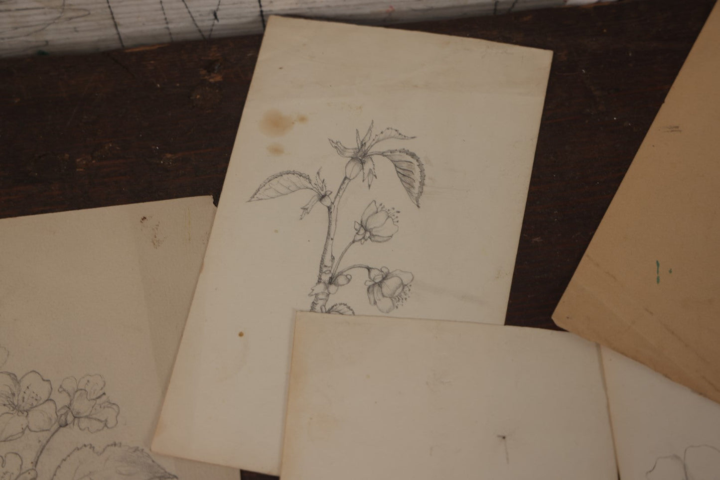 Lot 015 - Grouping Of 20+ Antique Original Hand Drawn Botanical Sketches Featuring Various Plants And Flowers, Some Dated Late 19th Century