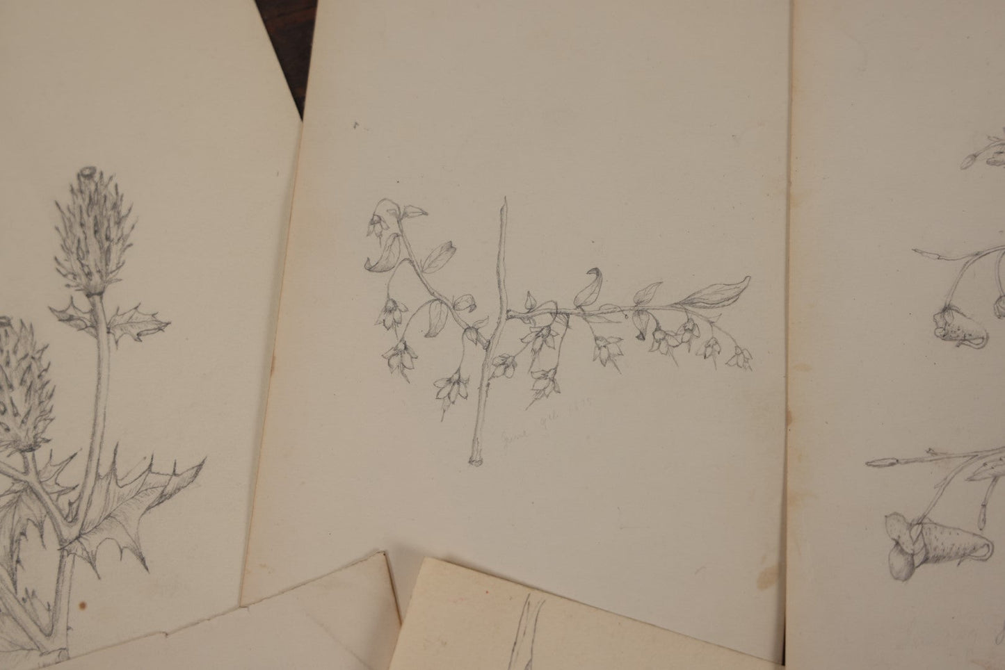 Lot 015 - Grouping Of 20+ Antique Original Hand Drawn Botanical Sketches Featuring Various Plants And Flowers, Some Dated Late 19th Century