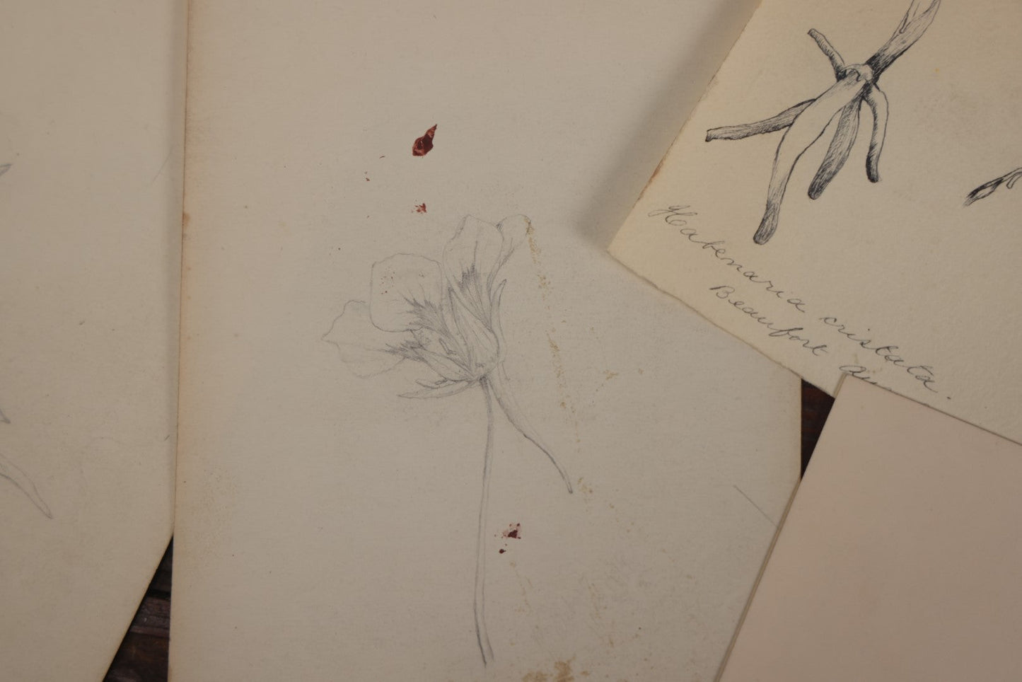 Lot 015 - Grouping Of 20+ Antique Original Hand Drawn Botanical Sketches Featuring Various Plants And Flowers, Some Dated Late 19th Century