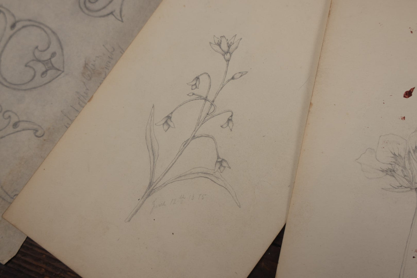 Lot 015 - Grouping Of 20+ Antique Original Hand Drawn Botanical Sketches Featuring Various Plants And Flowers, Some Dated Late 19th Century