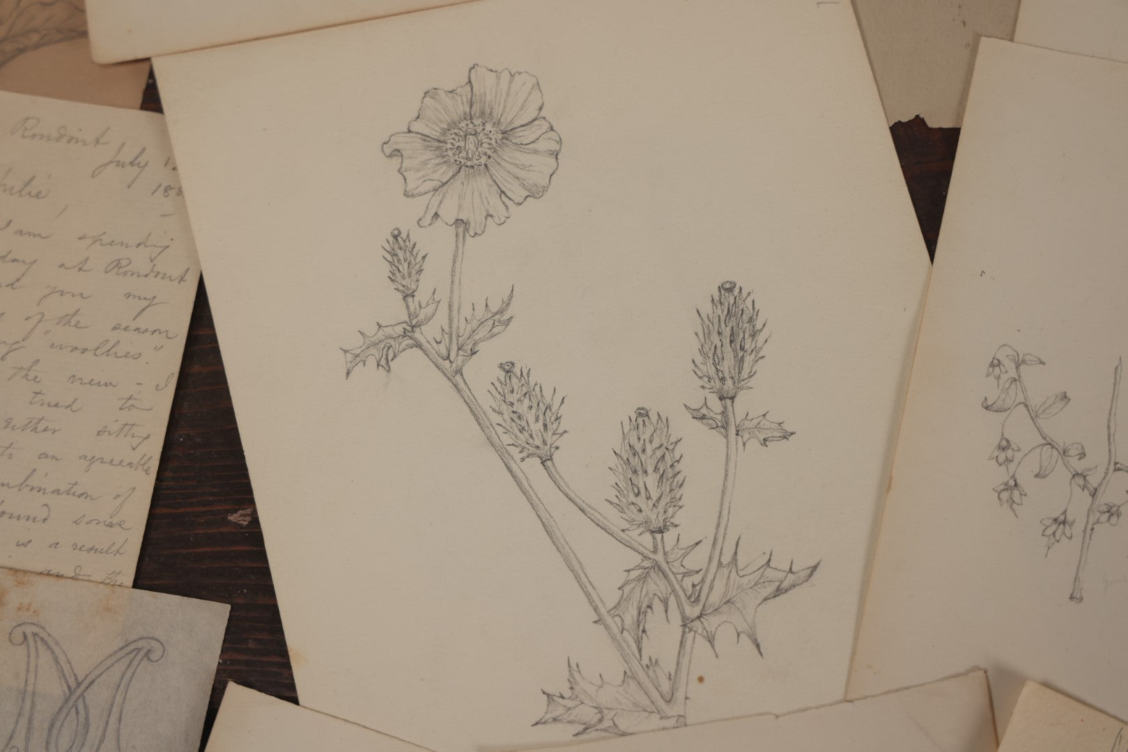 Lot 015 - Grouping Of 20+ Antique Original Hand Drawn Botanical Sketches Featuring Various Plants And Flowers, Some Dated Late 19th Century