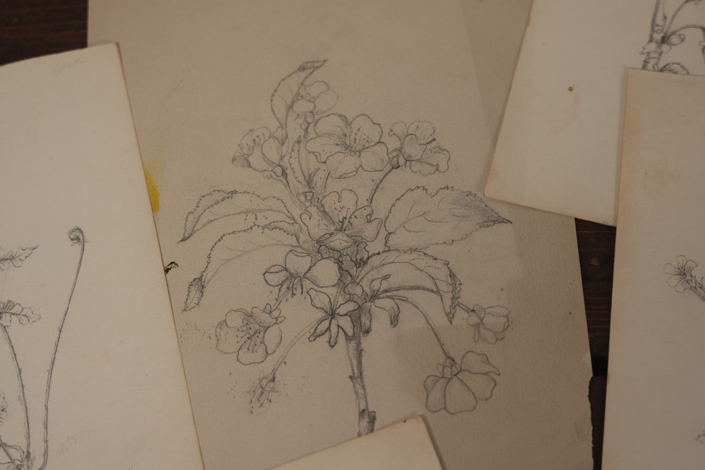 Lot 015 - Grouping Of 20+ Antique Original Hand Drawn Botanical Sketches Featuring Various Plants And Flowers, Some Dated Late 19th Century