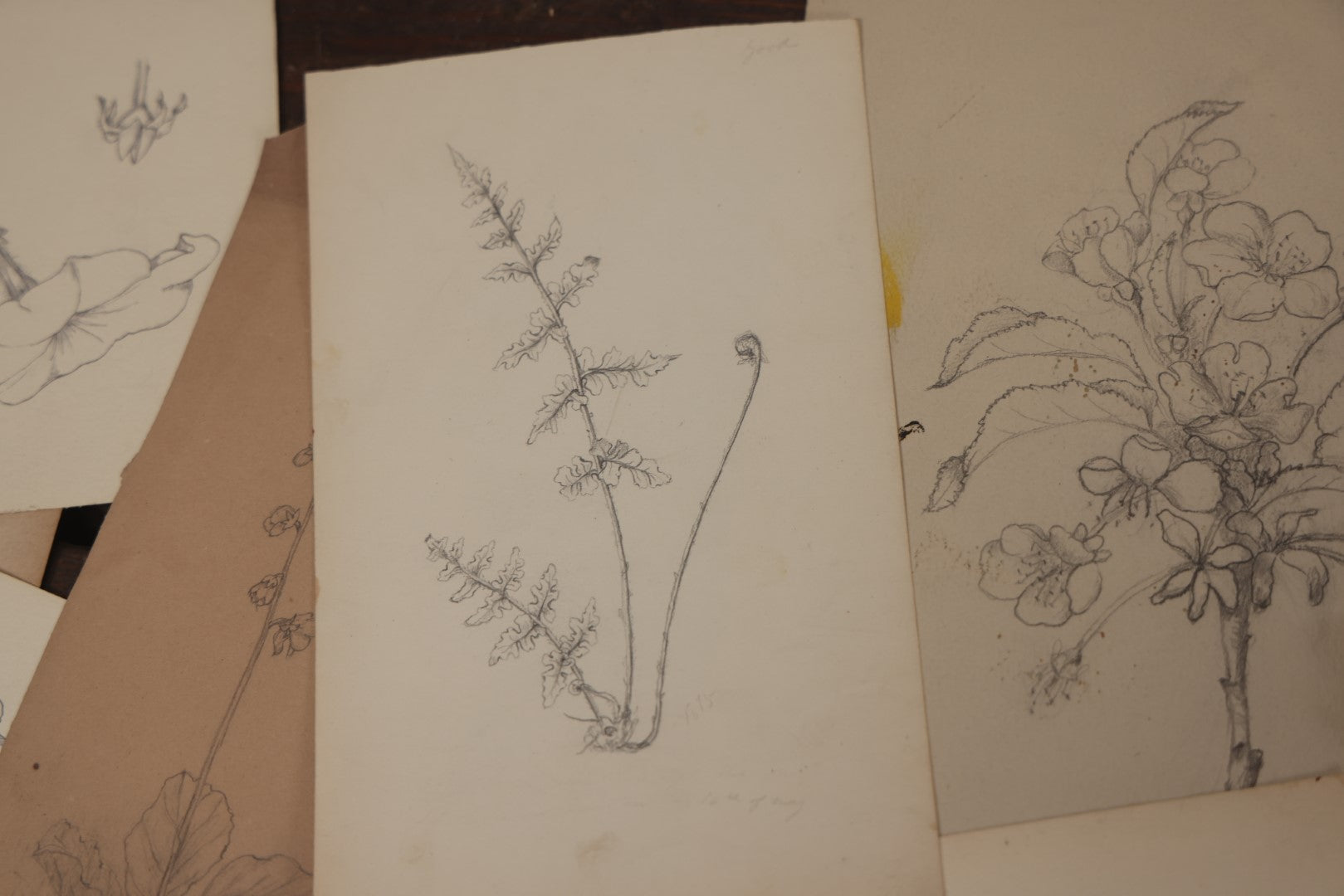 Lot 015 - Grouping Of 20+ Antique Original Hand Drawn Botanical Sketches Featuring Various Plants And Flowers, Some Dated Late 19th Century