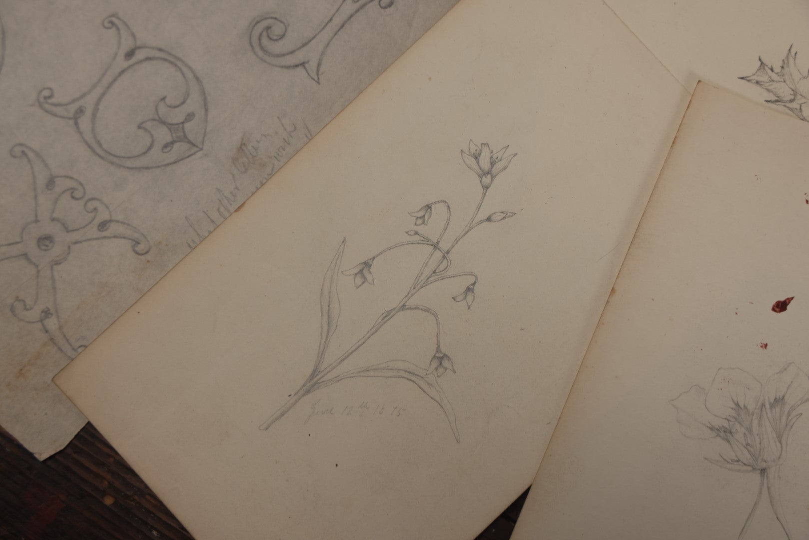 Lot 015 - Grouping Of 20+ Antique Original Hand Drawn Botanical Sketches Featuring Various Plants And Flowers, Some Dated Late 19th Century