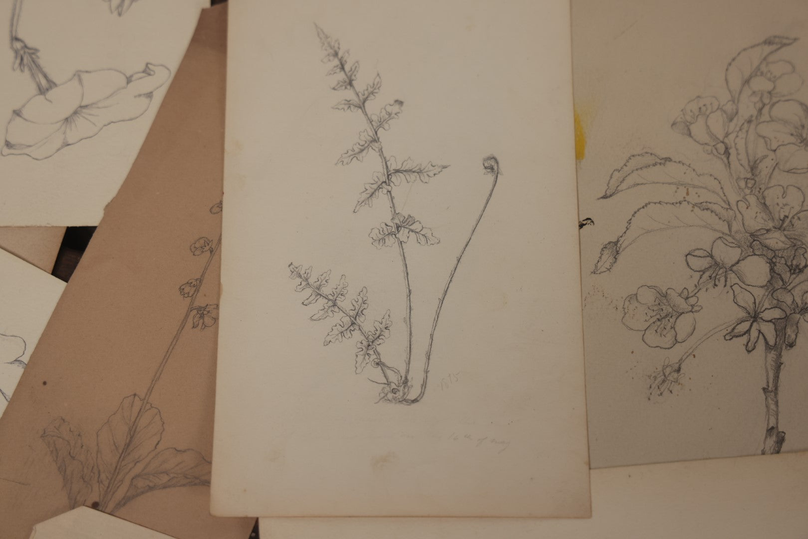 Lot 015 - Grouping Of 20+ Antique Original Hand Drawn Botanical Sketches Featuring Various Plants And Flowers, Some Dated Late 19th Century