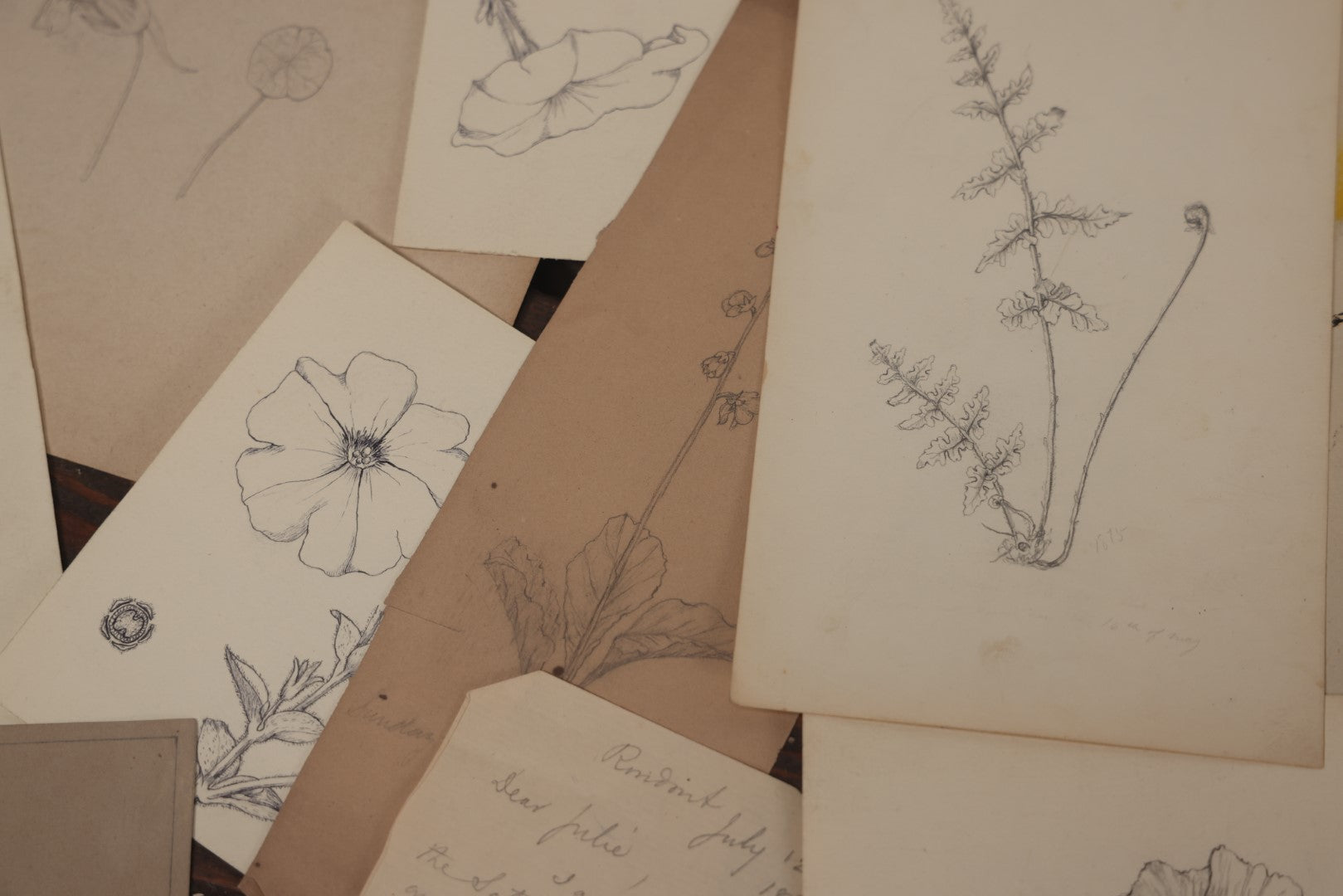 Lot 015 - Grouping Of 20+ Antique Original Hand Drawn Botanical Sketches Featuring Various Plants And Flowers, Some Dated Late 19th Century