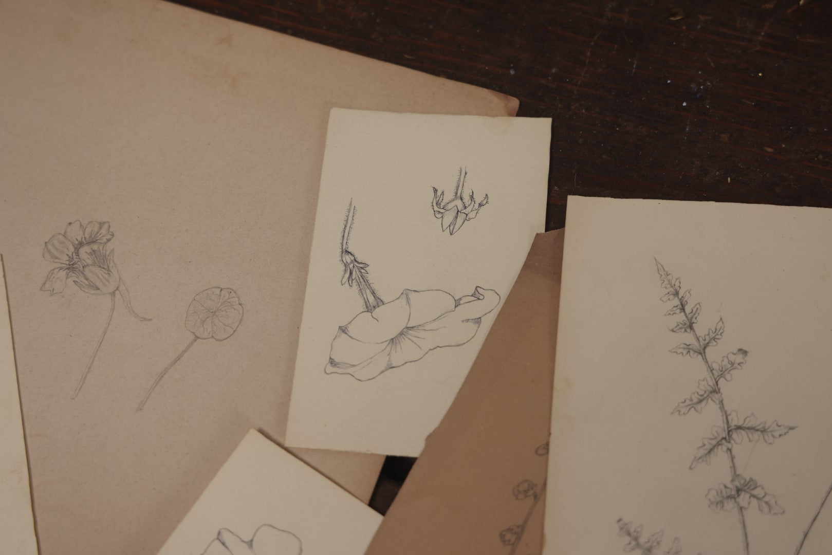 Lot 015 - Grouping Of 20+ Antique Original Hand Drawn Botanical Sketches Featuring Various Plants And Flowers, Some Dated Late 19th Century