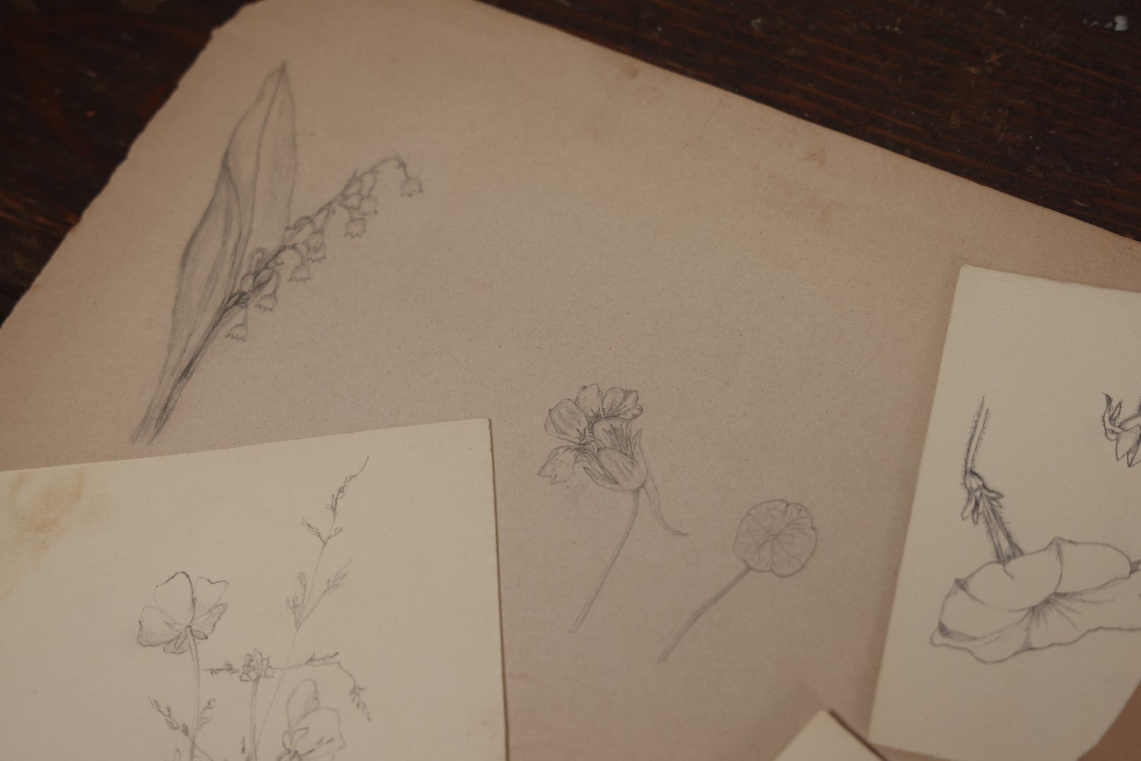 Lot 015 - Grouping Of 20+ Antique Original Hand Drawn Botanical Sketches Featuring Various Plants And Flowers, Some Dated Late 19th Century