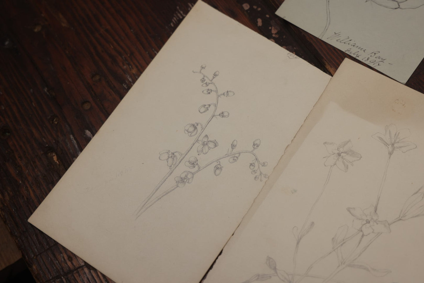 Lot 015 - Grouping Of 20+ Antique Original Hand Drawn Botanical Sketches Featuring Various Plants And Flowers, Some Dated Late 19th Century