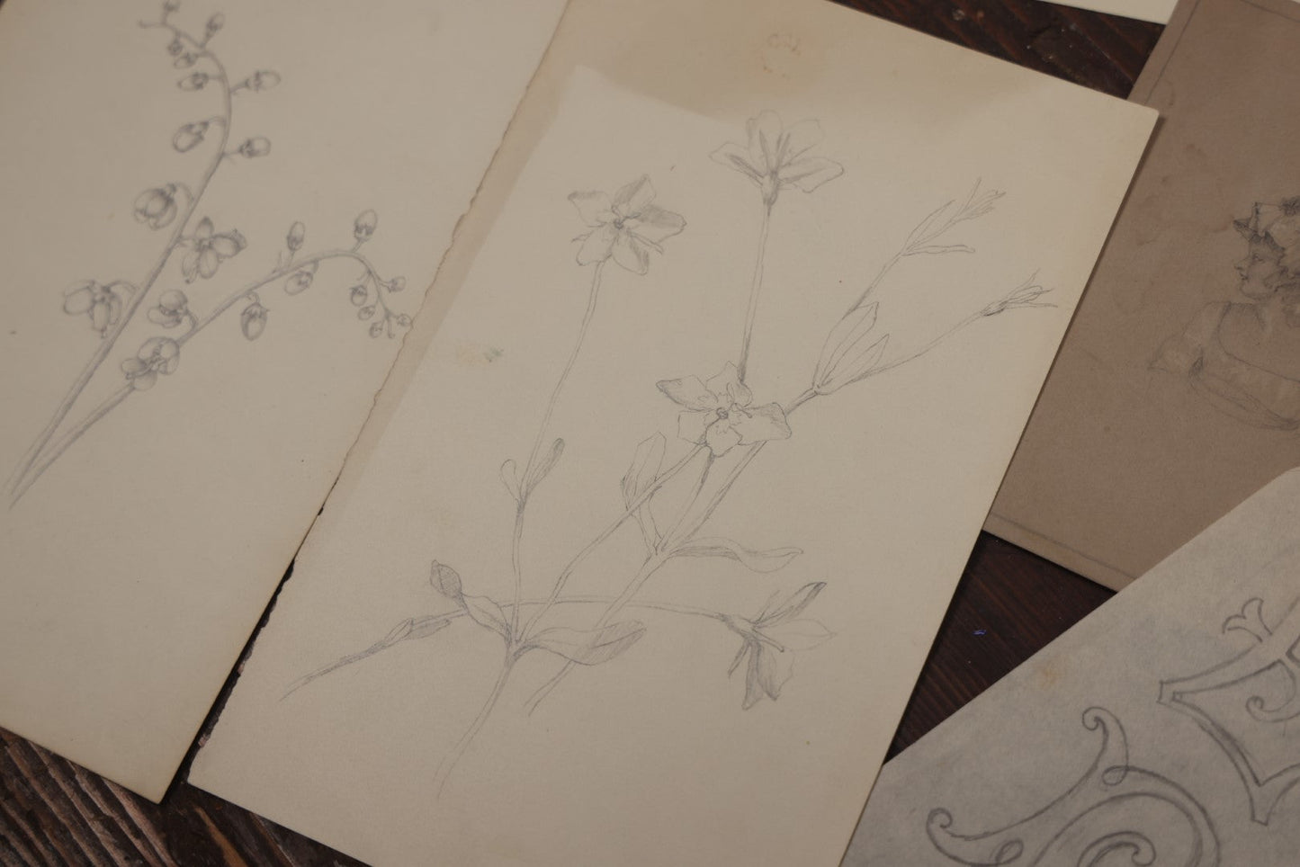 Lot 015 - Grouping Of 20+ Antique Original Hand Drawn Botanical Sketches Featuring Various Plants And Flowers, Some Dated Late 19th Century