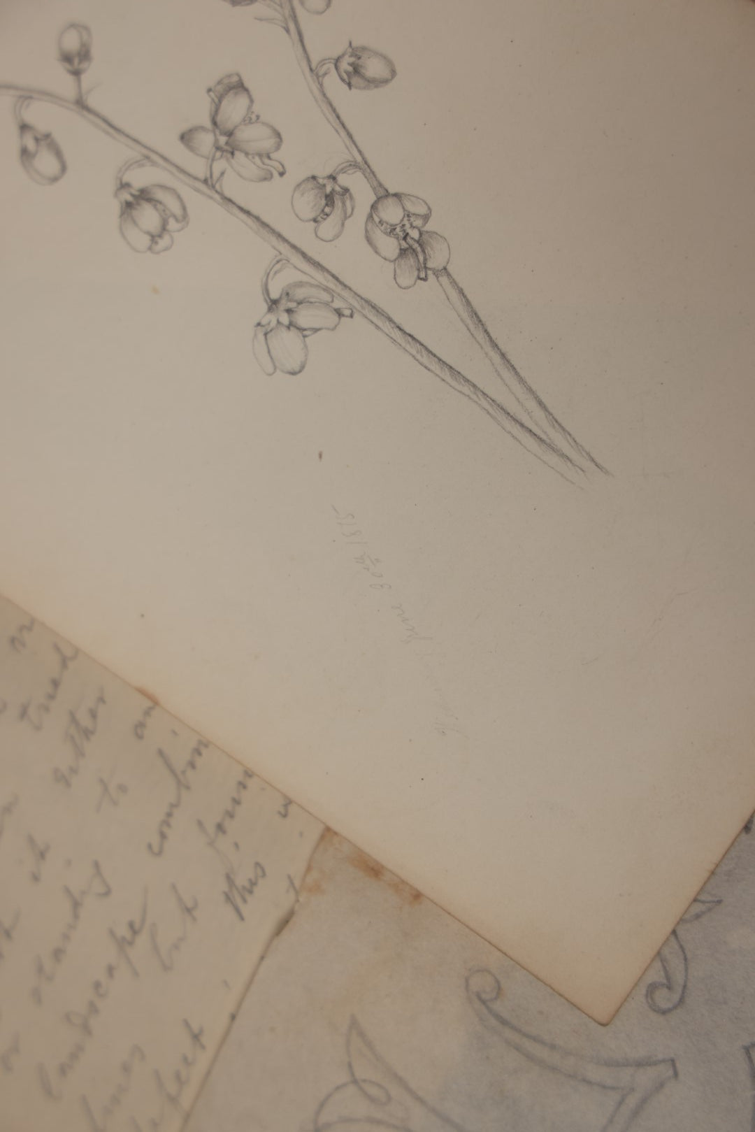 Lot 015 - Grouping Of 20+ Antique Original Hand Drawn Botanical Sketches Featuring Various Plants And Flowers, Some Dated Late 19th Century