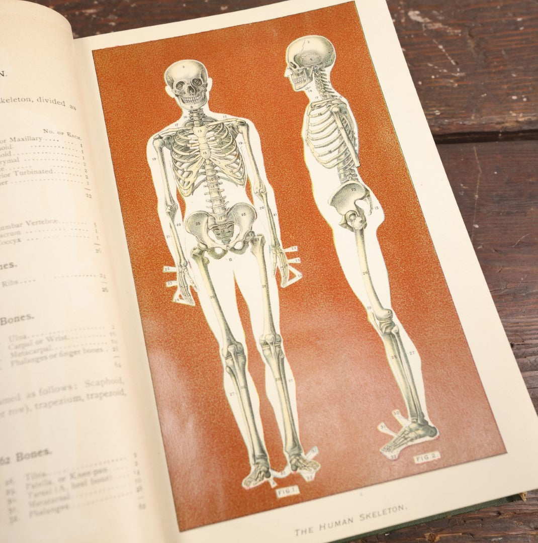 Lot 075 - "Prescriptions And How To Use Them: An Anatomical And Physiological Treatise On The Human Body With Practical Descriptions Of Its Diseases, Their Symptoms And Treatment" Antique Book, Volume I, 1892, Illustrated