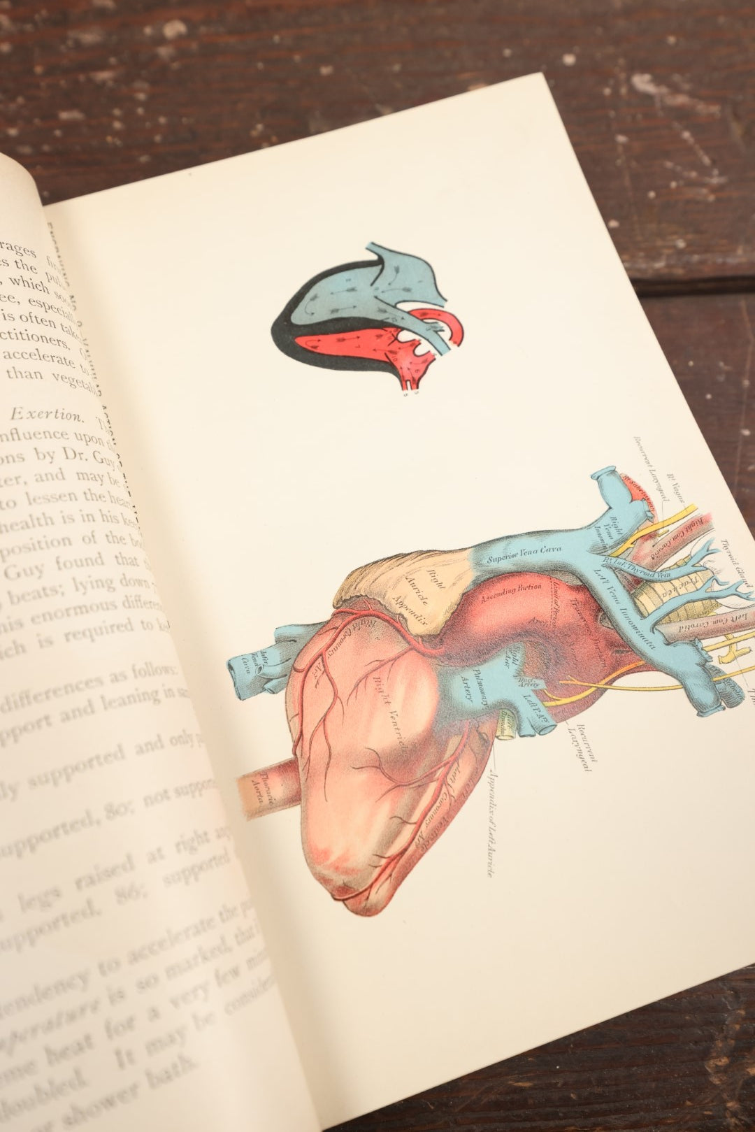 Lot 075 - "Prescriptions And How To Use Them: An Anatomical And Physiological Treatise On The Human Body With Practical Descriptions Of Its Diseases, Their Symptoms And Treatment" Antique Book, Volume I, 1892, Illustrated