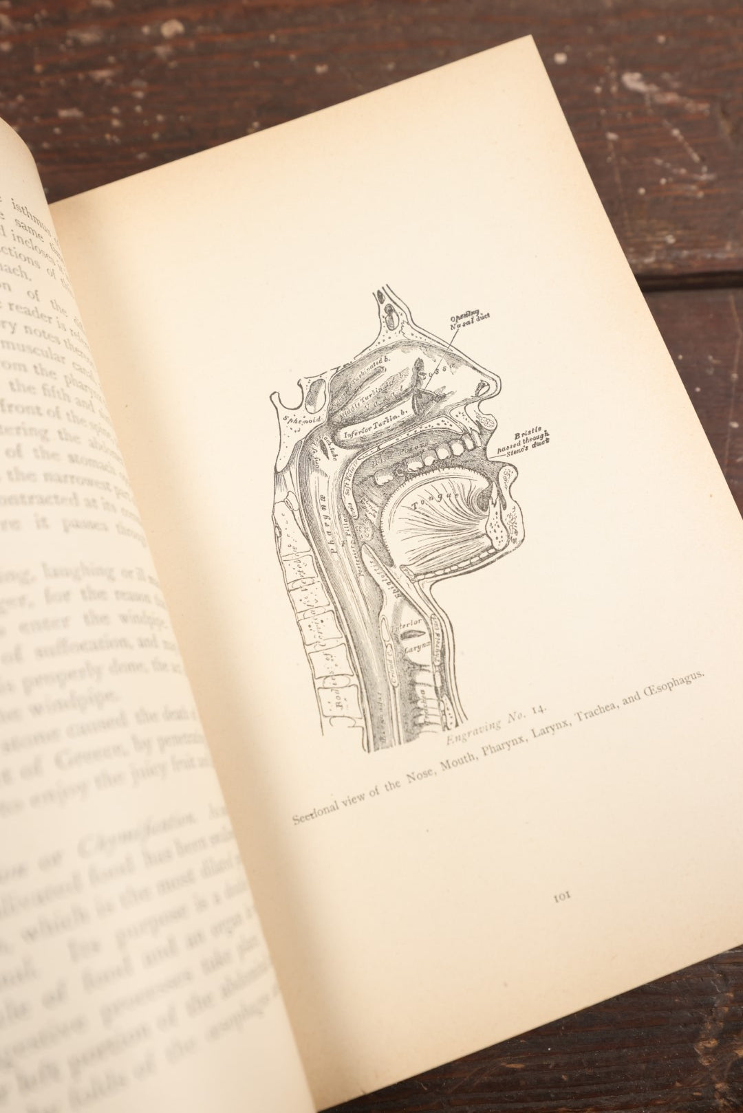 Lot 075 - "Prescriptions And How To Use Them: An Anatomical And Physiological Treatise On The Human Body With Practical Descriptions Of Its Diseases, Their Symptoms And Treatment" Antique Book, Volume I, 1892, Illustrated