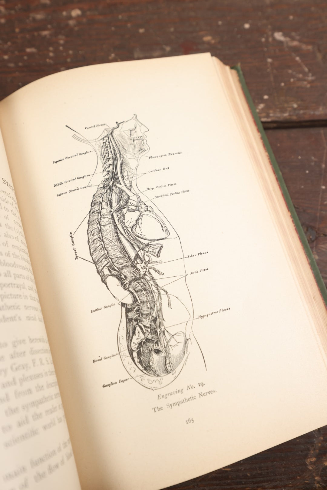 Lot 075 - "Prescriptions And How To Use Them: An Anatomical And Physiological Treatise On The Human Body With Practical Descriptions Of Its Diseases, Their Symptoms And Treatment" Antique Book, Volume I, 1892, Illustrated