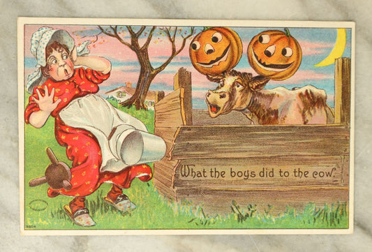 Lot 062 - Antique Halloween Postcard With Cow With Jack-O-Lantern Pumpkins On Horns, "What The Boys Did To The Cow," Copyright 1909 By Julius Bien And Co., New York, No. 9804, Unused