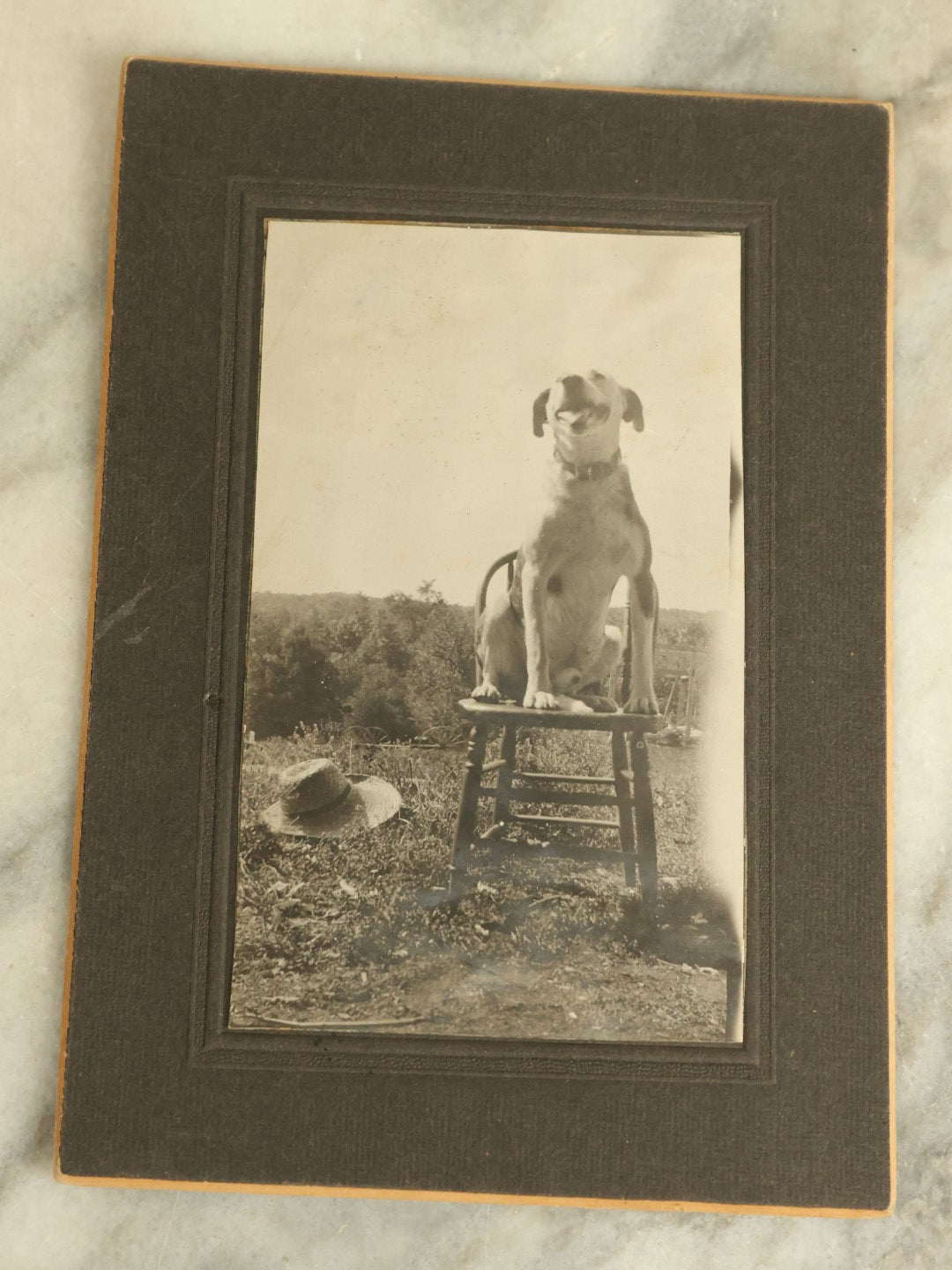 Lot 087 - Antique Boarded Photograph Of A Very Happy Black And White Dog Sitting On A Chair Outdoors, With A Hat On The Ground Beside Him