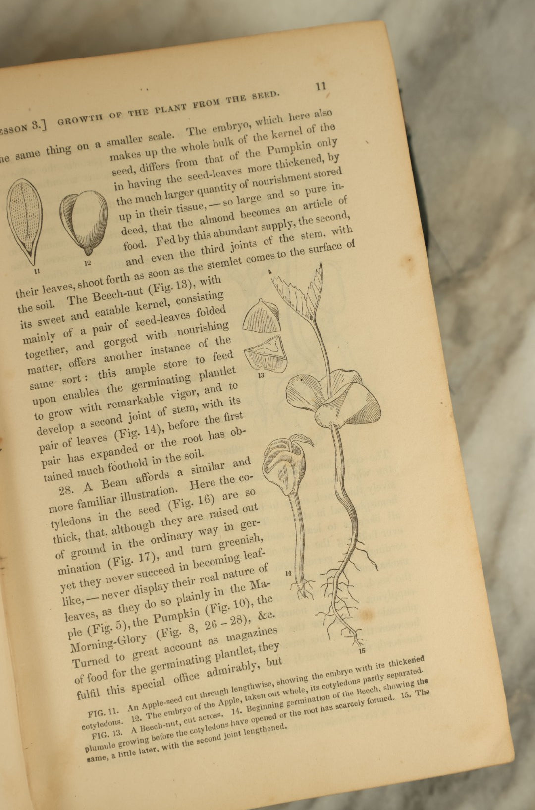 Lot 122 - "Gray's Lessons In Botany And Vegetable Physiology" Antique Book By Asa Gray, Illustrated, Published 1881