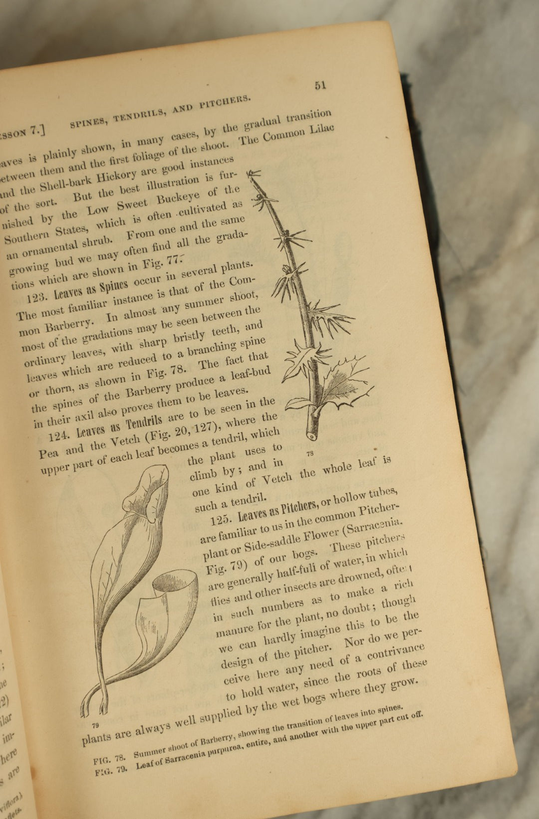 Lot 122 - "Gray's Lessons In Botany And Vegetable Physiology" Antique Book By Asa Gray, Illustrated, Published 1881