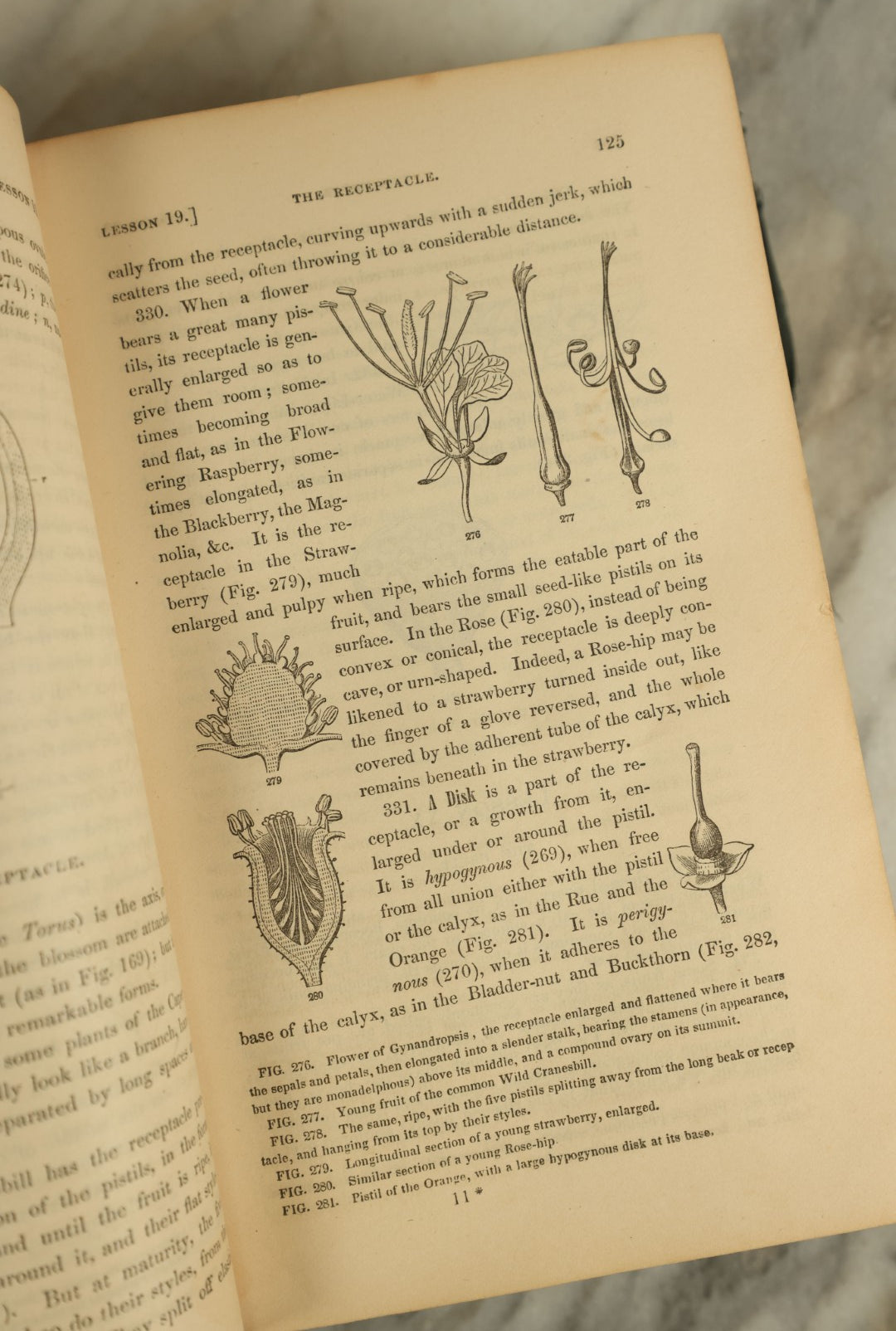 Lot 122 - "Gray's Lessons In Botany And Vegetable Physiology" Antique Book By Asa Gray, Illustrated, Published 1881