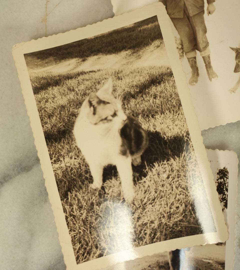 Lot 140 - Grouping Of 15+ Vintage Snapshot Photographs Of People And Their Pets, Including Cats, Dogs, A Bunny, And Turkeys