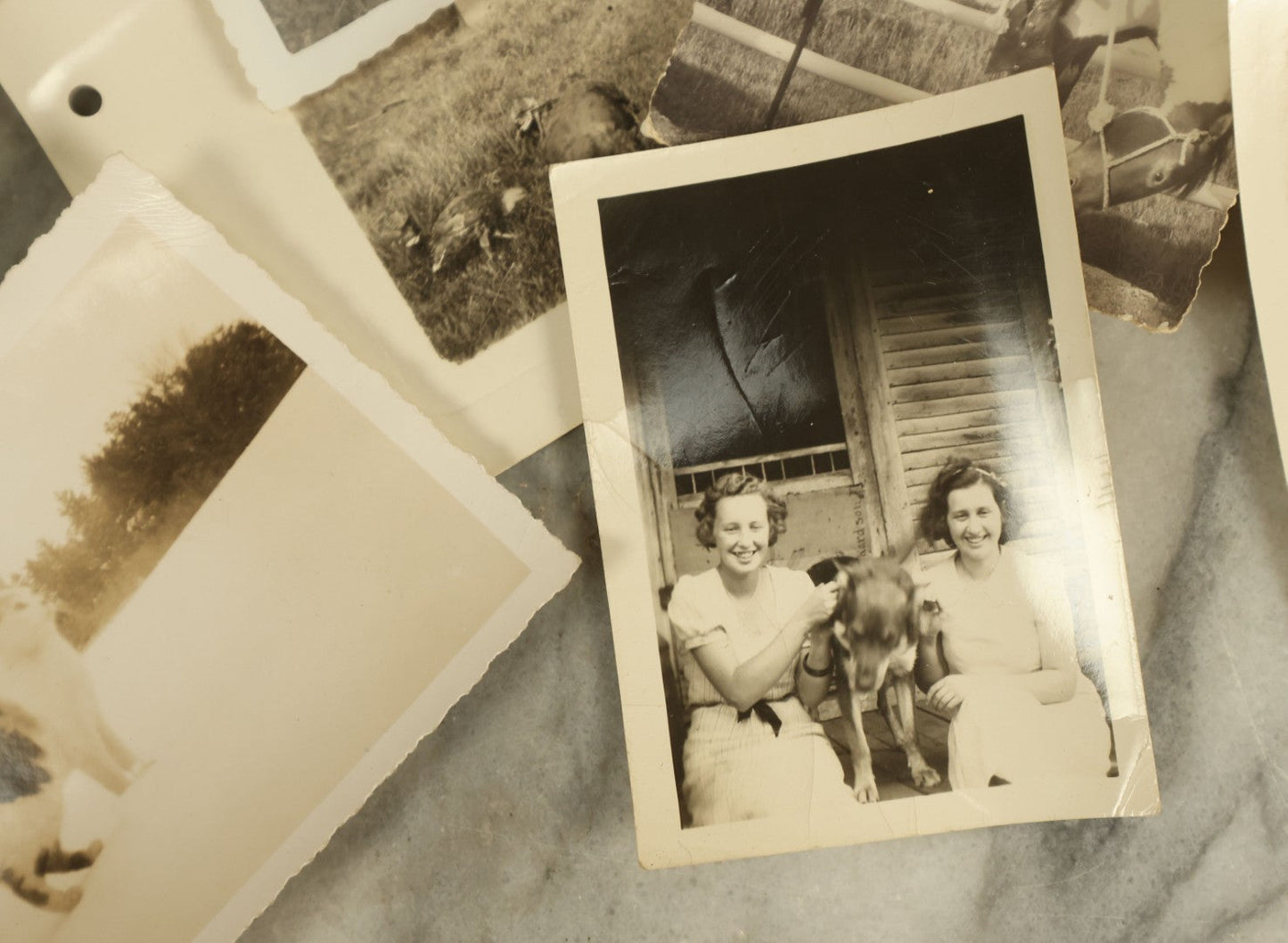 Lot 140 - Grouping Of 15+ Vintage Snapshot Photographs Of People And Their Pets, Including Cats, Dogs, A Bunny, And Turkeys