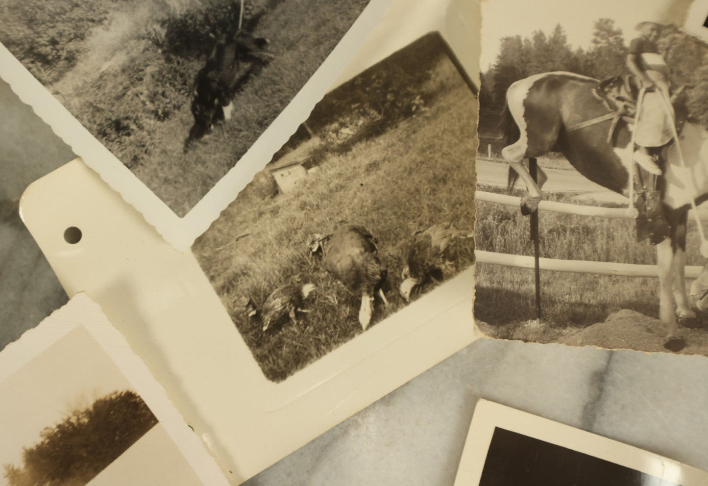 Lot 140 - Grouping Of 15+ Vintage Snapshot Photographs Of People And Their Pets, Including Cats, Dogs, A Bunny, And Turkeys