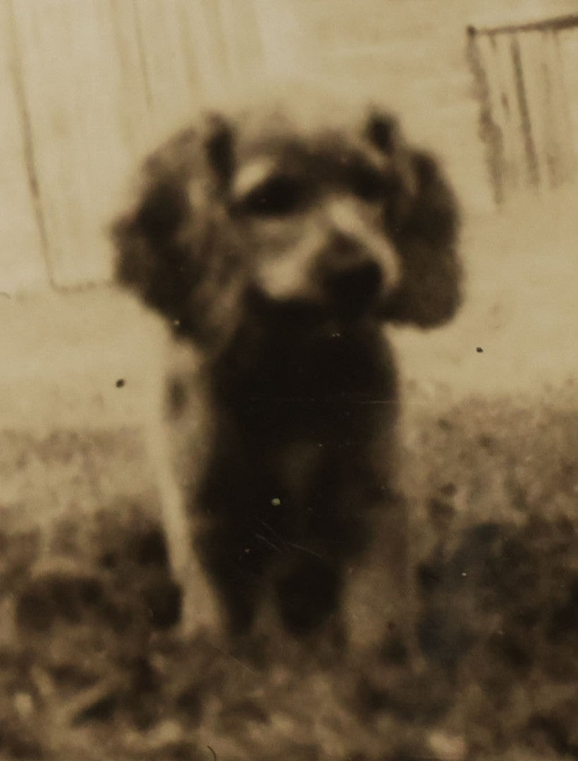 Lot 140 - Grouping Of 15+ Vintage Snapshot Photographs Of People And Their Pets, Including Cats, Dogs, A Bunny, And Turkeys