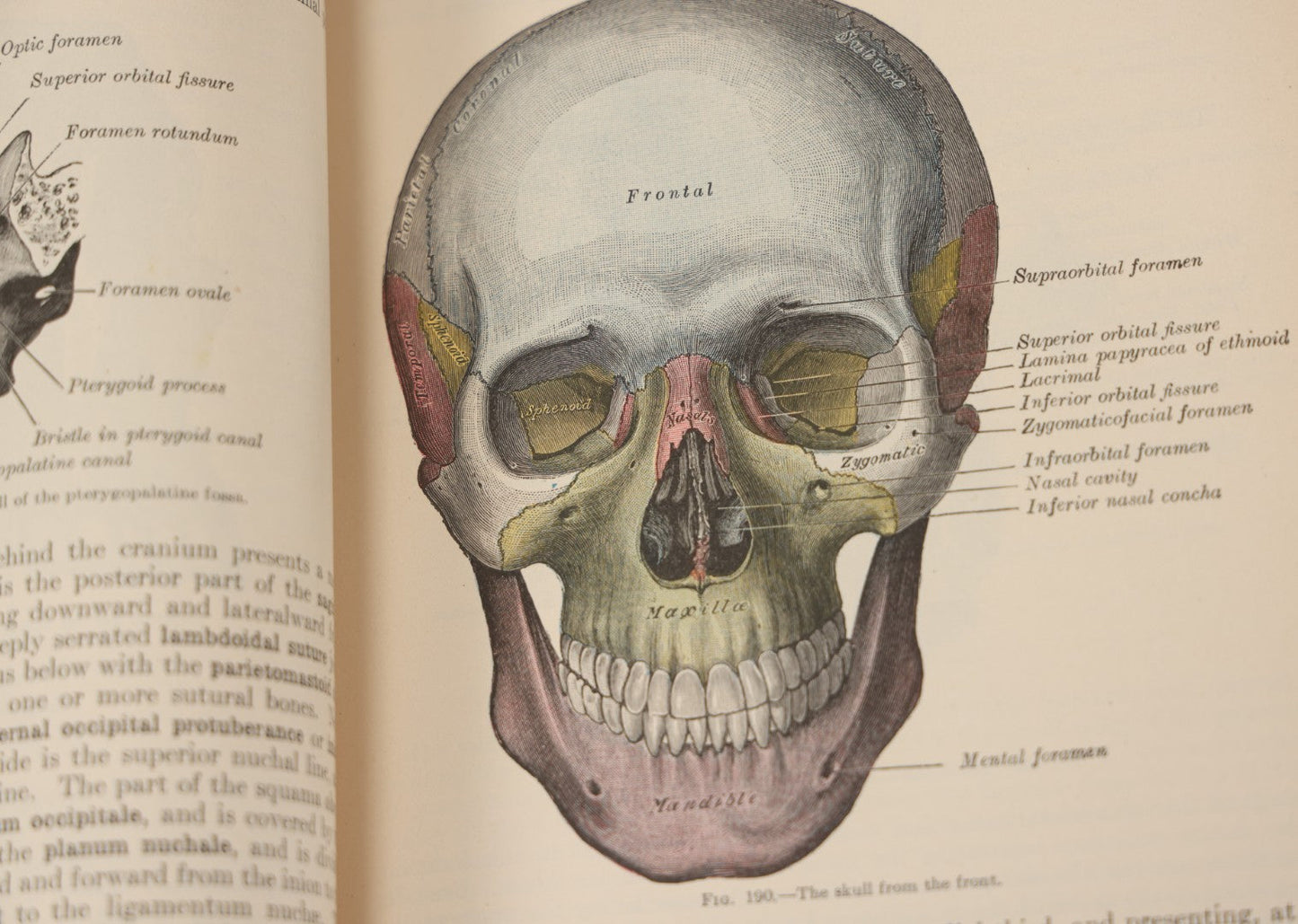 Lot 010 - "Anatomy Of The Human Body" Antique Book By Henry Gray (A.K.A. Gray's Anatomy), Twenty-First Edition, Illustrated With 1283 Engravings, Lea & Febiger Publishers, 1924