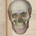 Lot 010 - "Anatomy Of The Human Body" Antique Book By Henry Gray (A.K.A. Gray's Anatomy), Twenty-First Edition, Illustrated With 1283 Engravings, Lea & Febiger Publishers, 1924