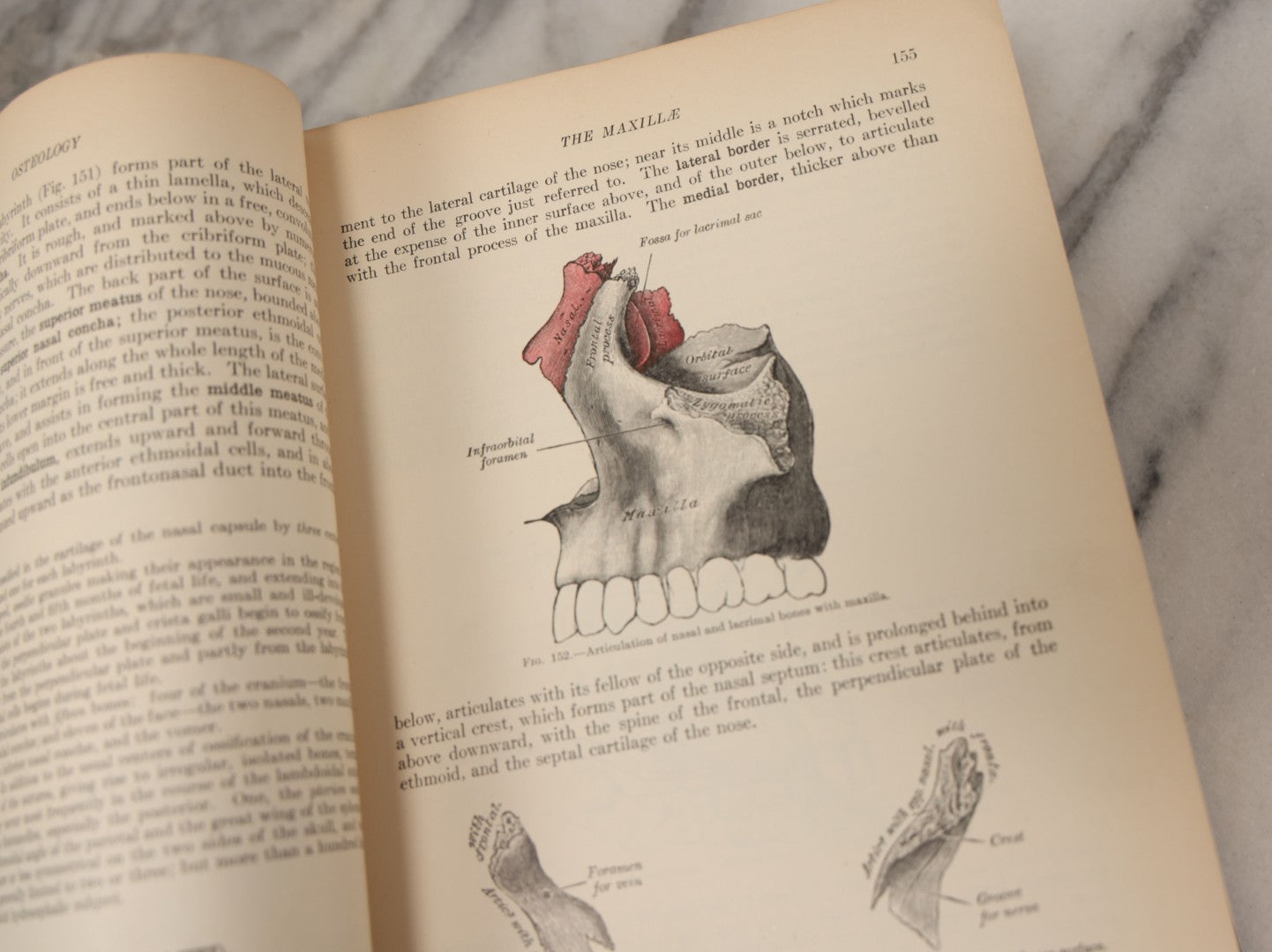 Lot 010 - "Anatomy Of The Human Body" Antique Book By Henry Gray (A.K.A. Gray's Anatomy), Twenty-First Edition, Illustrated With 1283 Engravings, Lea & Febiger Publishers, 1924