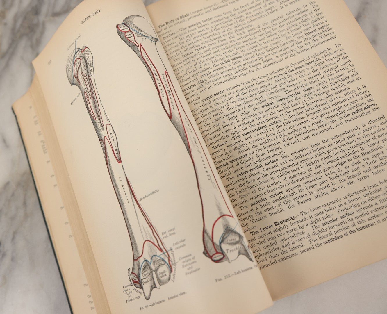 Lot 010 - "Anatomy Of The Human Body" Antique Book By Henry Gray (A.K.A. Gray's Anatomy), Twenty-First Edition, Illustrated With 1283 Engravings, Lea & Febiger Publishers, 1924