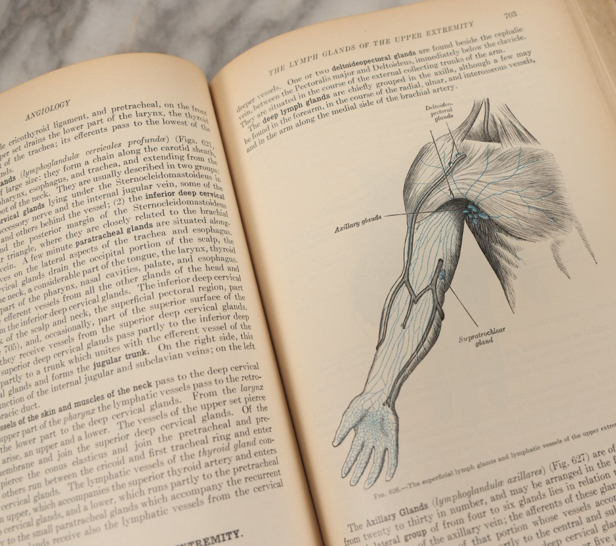 Lot 010 - "Anatomy Of The Human Body" Antique Book By Henry Gray (A.K.A. Gray's Anatomy), Twenty-First Edition, Illustrated With 1283 Engravings, Lea & Febiger Publishers, 1924