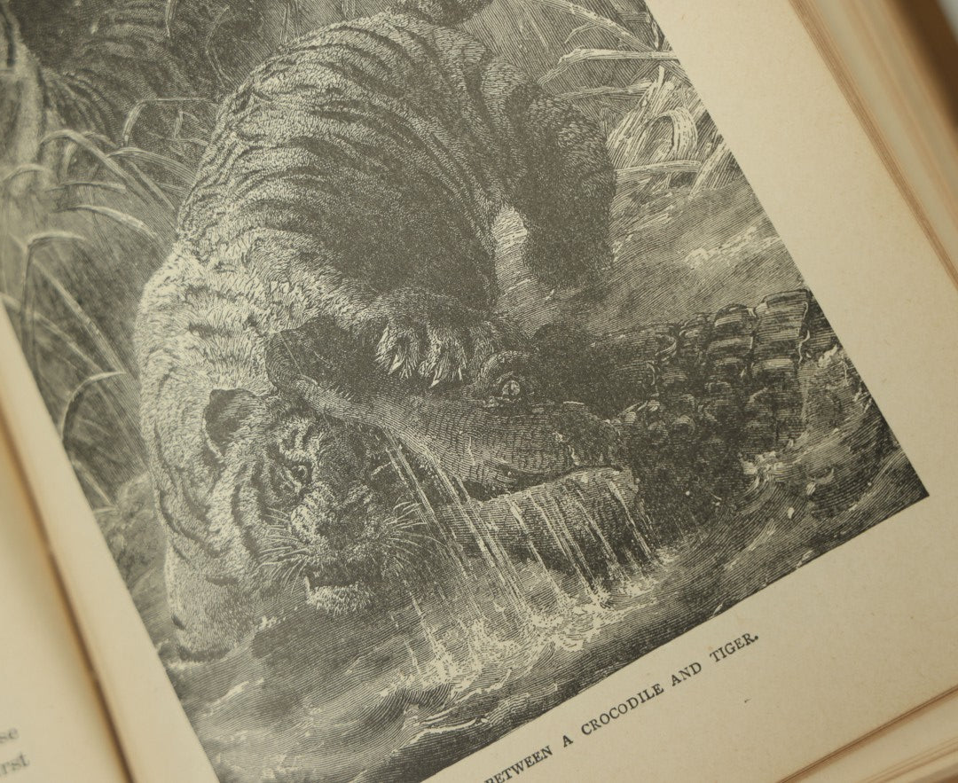 Lot 011 - "Sea And Land, An Illustrated History Of The Wonderful And Curious Things Of Nature" Antique Book By J.W. Buel, Published By Martin Garrison & Co., 1887, Illustrated With Bizarre Scenes And Creatures, Note Cover Detached