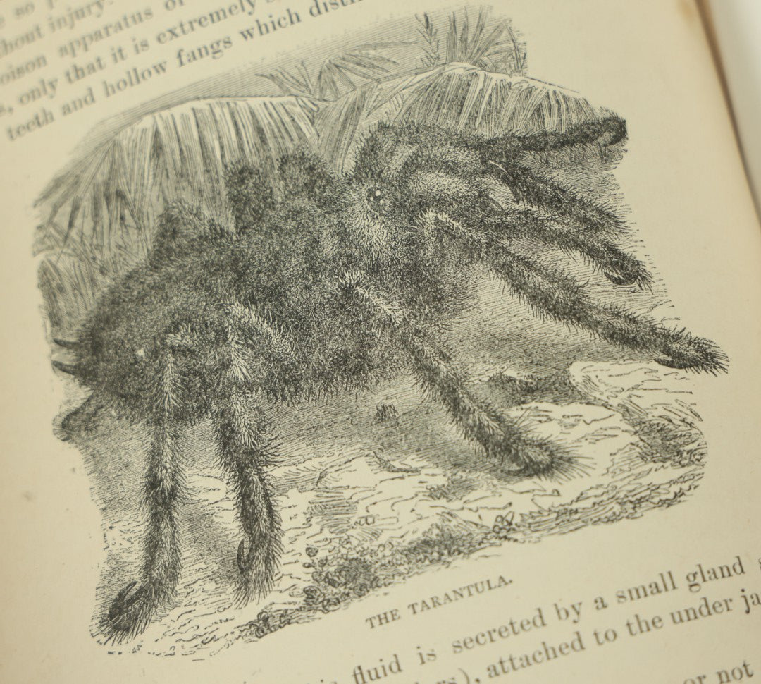 Lot 011 - "Sea And Land, An Illustrated History Of The Wonderful And Curious Things Of Nature" Antique Book By J.W. Buel, Published By Martin Garrison & Co., 1887, Illustrated With Bizarre Scenes And Creatures, Note Cover Detached