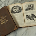 Lot 012 - "Johnson's Natural History Illustrating The Animal Kingdom With Its Wonders And Curiosities" Two Volume Antique Book Set By S.G. Goodrich, Illustrated With Over 1000 Illustrations, A.J. Johnson Publisher, 1874, New York