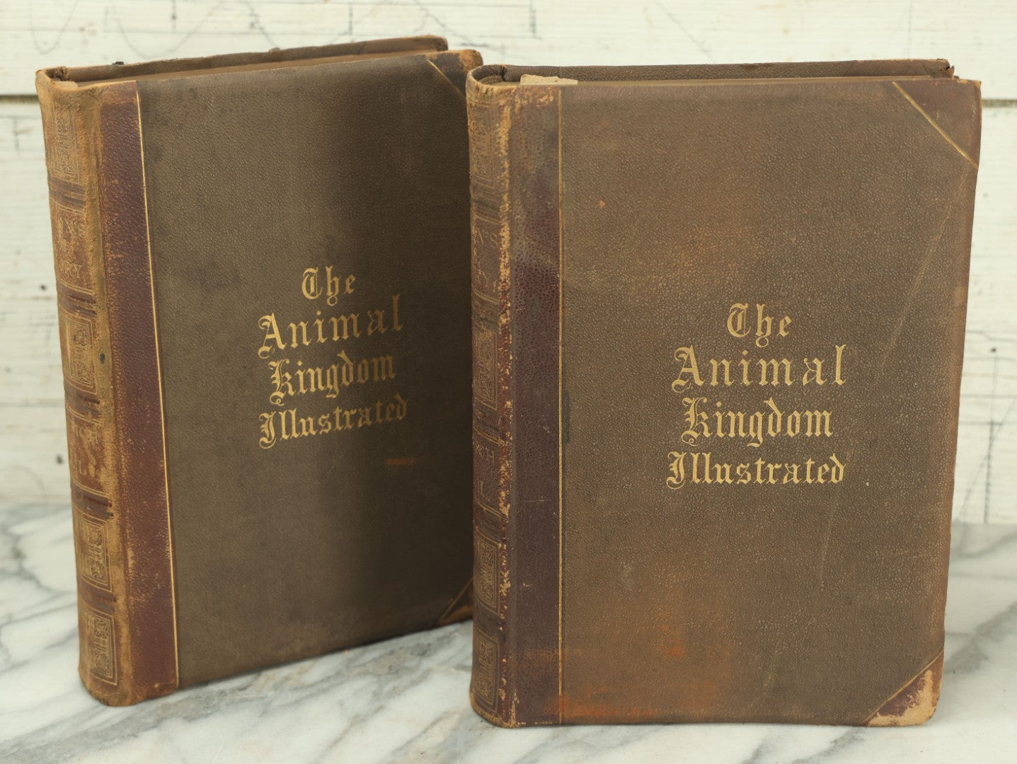 Lot 012 - "Johnson's Natural History Illustrating The Animal Kingdom With Its Wonders And Curiosities" Two Volume Antique Book Set By S.G. Goodrich, Illustrated With Over 1000 Illustrations, A.J. Johnson Publisher, 1874, New York