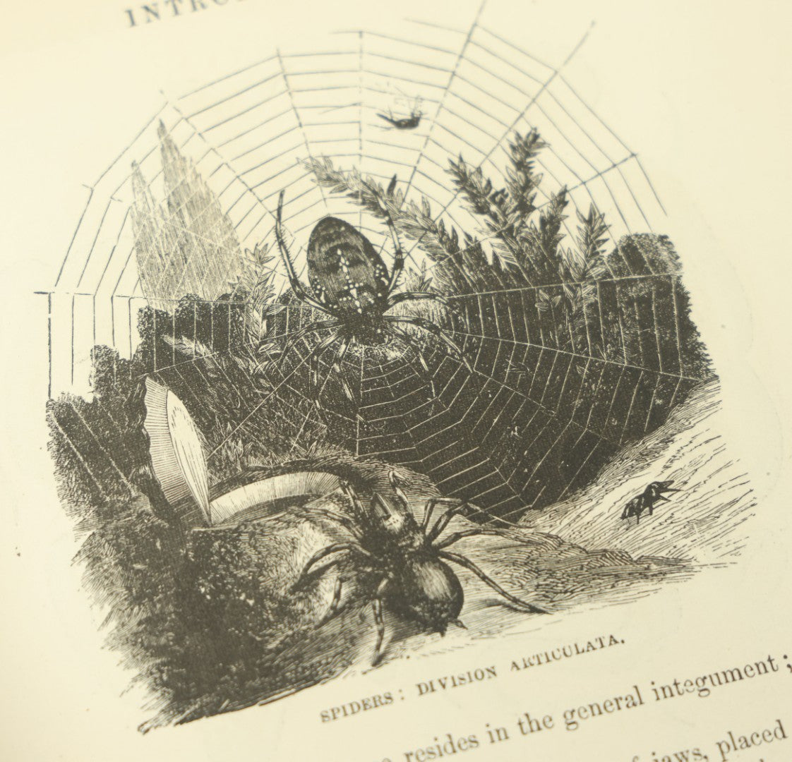 Lot 012 - "Johnson's Natural History Illustrating The Animal Kingdom With Its Wonders And Curiosities" Two Volume Antique Book Set By S.G. Goodrich, Illustrated With Over 1000 Illustrations, A.J. Johnson Publisher, 1874, New York