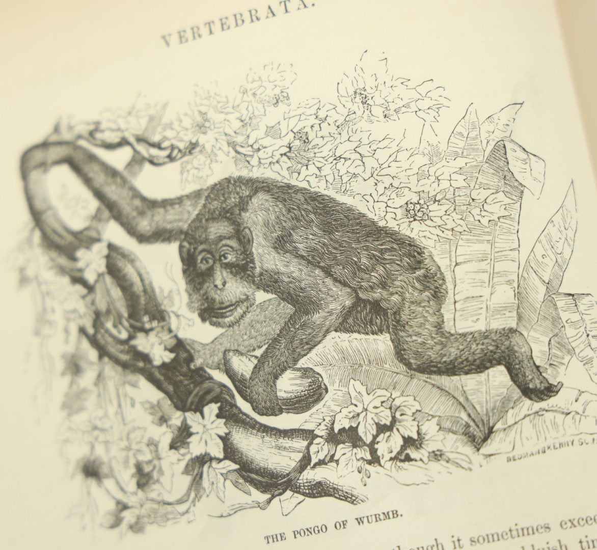 Lot 012 - "Johnson's Natural History Illustrating The Animal Kingdom With Its Wonders And Curiosities" Two Volume Antique Book Set By S.G. Goodrich, Illustrated With Over 1000 Illustrations, A.J. Johnson Publisher, 1874, New York