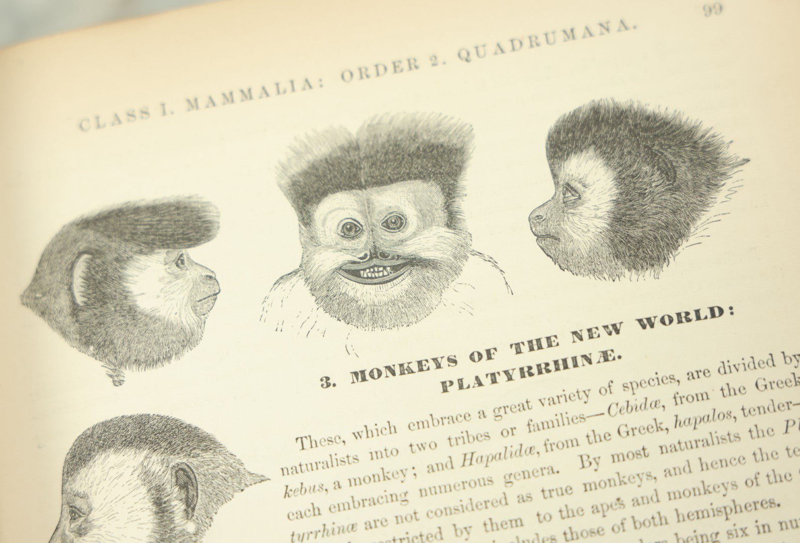 Lot 012 - "Johnson's Natural History Illustrating The Animal Kingdom With Its Wonders And Curiosities" Two Volume Antique Book Set By S.G. Goodrich, Illustrated With Over 1000 Illustrations, A.J. Johnson Publisher, 1874, New York