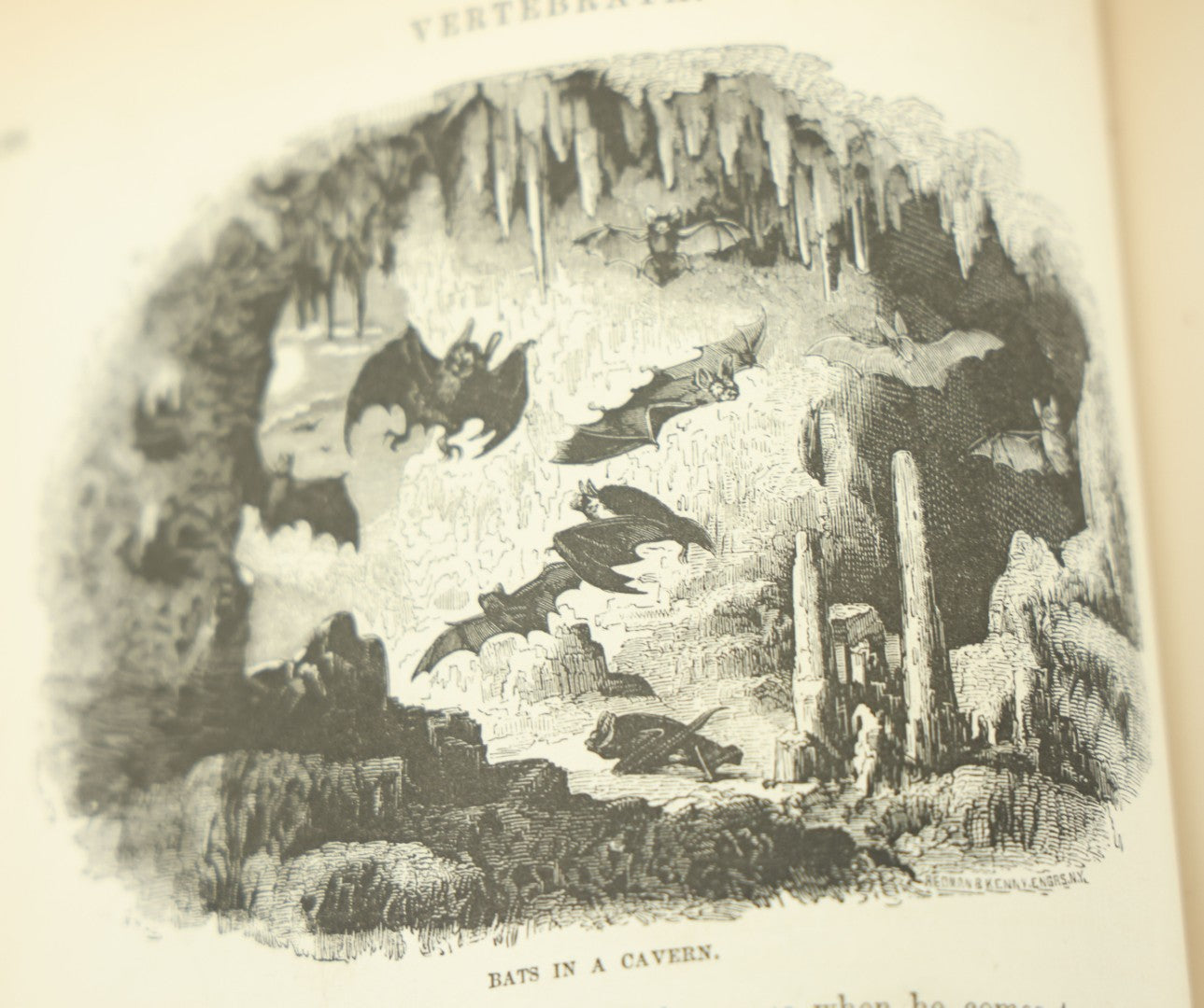 Lot 012 - "Johnson's Natural History Illustrating The Animal Kingdom With Its Wonders And Curiosities" Two Volume Antique Book Set By S.G. Goodrich, Illustrated With Over 1000 Illustrations, A.J. Johnson Publisher, 1874, New York